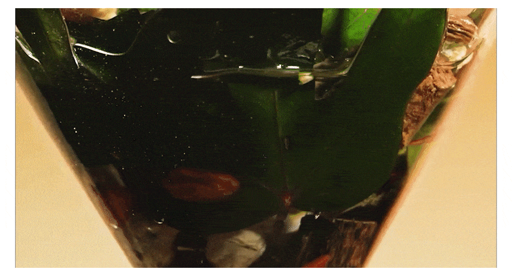 REBECOCO - Golden Drip Phyto-Thera Toning Essence