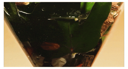 REBECOCO - Golden Drip Phyto-Thera Toning Essence